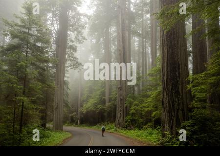 L'escursionista cammina su una strada vuota nel Fog of Redwood National Park Foto Stock