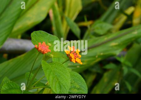 Foto di piante selvatiche intorno alla casa, erbacce Foto Stock