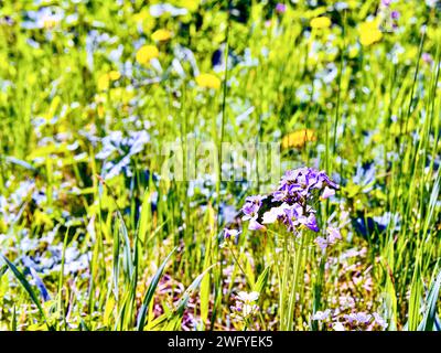 Primo piano dell'ortica morta viola (Lamium purpureum) Foto Stock