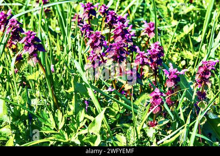 Primo piano dell'ortica morta viola (Lamium purpureum) Foto Stock