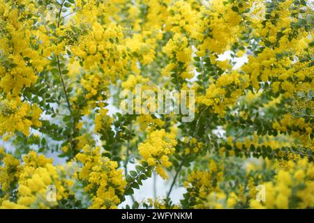 Albero di Mimosa con mazzi di soffici fiori teneri di esso. Sfondo dell'albero di mimosa giallo. Concetto di vacanze e decorazione di fiori di mimosa. Foto Stock
