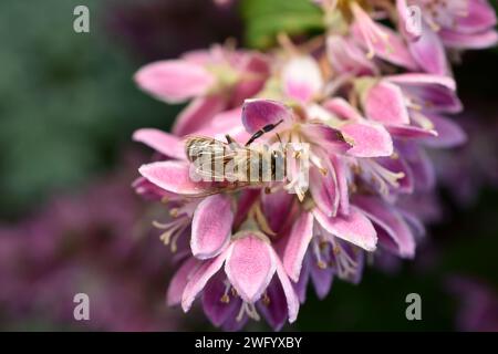 Un'ape raccoglie il nettare dai fiori di deutzia. Foto Stock