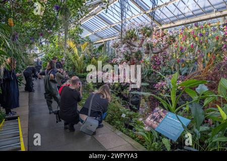 Festival delle Orchidee ai Kew Gardens. La vibrante flora di orchidee del Madagascar forma l'esposizione del festival di quest'anno al Princess of Wales Conservatory. Foto Stock