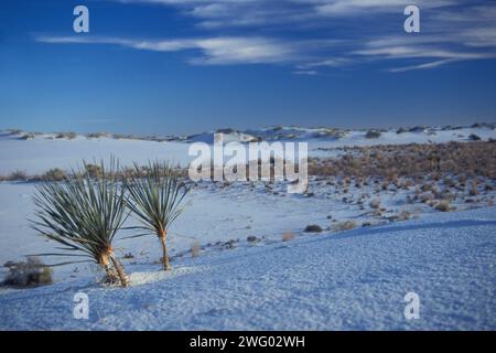 Yucca soaptree, Yucca elata, piante sulle dune del deserto nel White Sands National Monument, New Mexico Foto Stock