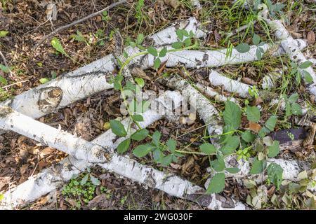 Tiro verticale nel sottobosco coperto di una foresta con rami di betulla rotti durante il giorno Foto Stock