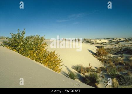 Paesaggio desertico nel White Sands National Monument, New Mexico Foto Stock