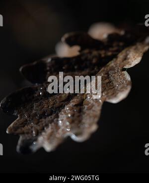 Una foto macro di una fresca foglia invernale Foto Stock