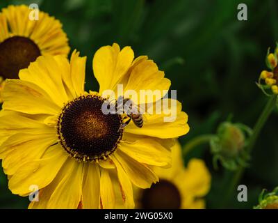 Un'ape di miele che raccoglie nettare da un fiore giallo Foto Stock