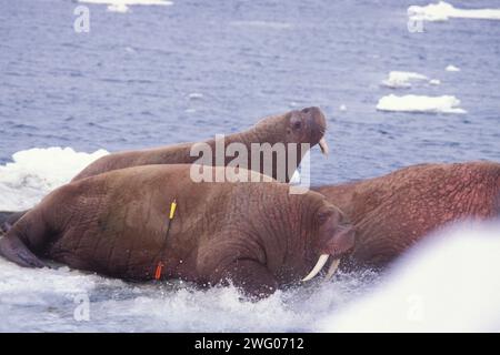 walrus, Odobenus rosmarus, taggato per ricerca, Mare di Bering, Alaska artica Foto Stock