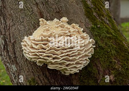 Vista ravvicinata di un gruppo di limacodon septentrionalis che provoca marciume su un tronco d'albero in estate. Foto Stock