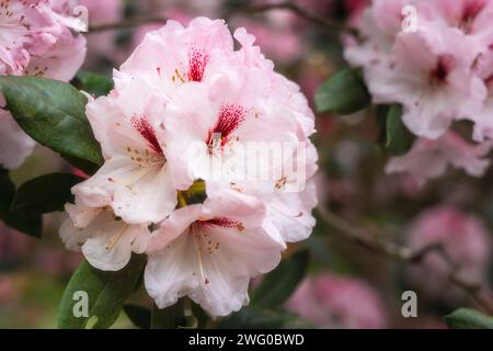 Fiori di rododendro rosa con una spruzzata di rosso scuro in primavera, primo piano Foto Stock