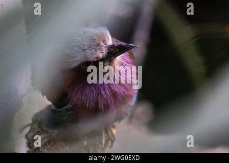 Paesi Bassi, Amsterdam il 2022-09-22. Fotografia di animali allo zoo Artis di Amsterdam. Fotografia di Martin Bertrand. Pays-Bas, Amsterdam, 2022-09-22. Foto Stock