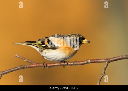 Bird Brambling Fringilla montifringilla maschio sittting sul ramo, inverno sfondo arancione, Polonia Europa, uccello migratorio Foto Stock