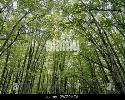 Una vista panoramica di fitti alberi verdi in una foresta Foto Stock
