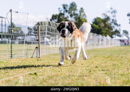 St Bernard running Lure Course sport con cani nelle giornate di sole Foto Stock