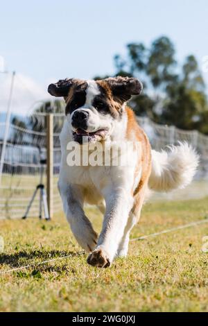 St Bernard running Lure Course sport con cani nelle giornate di sole Foto Stock