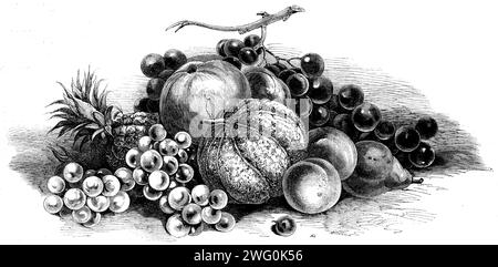 Esposizione internazionale di frutta, verdura, ecc., negli orti della Horticultural Society - premio Fruit, 1862. "Oltre ai contributi nazionali, di dimensioni e qualità eccezionali, vi erano frutta e verdura provenienti dalla Francia, dall'Italia, dal Belgio, dalla Danimarca, dalla Norvegia, Amburgo, Altona, Svezia, e persino dalla Lapponia... lo spettacolo inglese era magnifico, ma trovò formidabili rivali negli esemplari continentali, che, va ricordato, erano tutti coltivati all'aria aperta... il gruppo di frutta include uva muscadina reale, dai giardini di Chiswick; ananas, melone e altri frutti Foto Stock
