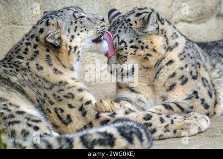 Un ritratto carino di Shahrukh che lecca Saida! Foto Stock