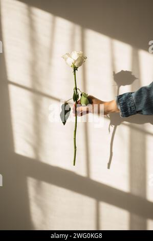 Mano femminile che tiene la rosa a gambo lungo contro la parete con ombra per finestra Foto Stock