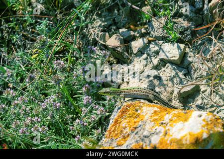 Lucertola di Crimea (Podarcis tauricus tauricus, maschio). Feodosiya bassa montagna Frigana arbusti-steppa. Montagne di Crimea Foto Stock