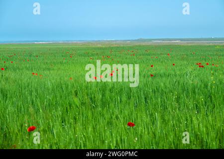 Steppa piatta sulla riva del lago Sivash sulla penisola di Kerch. Un campo di grano con macchie viola di papaveri rossi. Papavero di mais (Papaver rhoeas) come noi Foto Stock