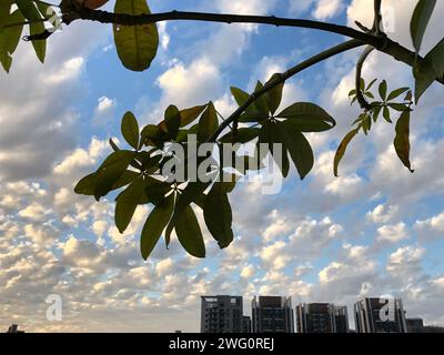 Un cielo blu con soffici nuvole bianche e un lussureggiante albero verde in primo piano Foto Stock