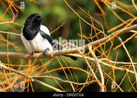 Membro di medie dimensioni della famiglia dei corvi con un distintivo piumaggio in contrasto e una lunga coda a forma di cuneo, la Magpie costruisce un sostanziale nido a cupola Foto Stock