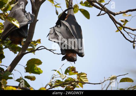 Pipistrelli di frutta in giro Foto Stock