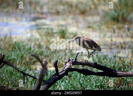 Aironi indiani in cerca di cibo Foto Stock