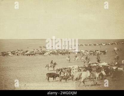 Scene di raduno su Belle Fouche [sic] nel 1887, 1887. Cowboys e bestiame a portata di mano. Foto Stock