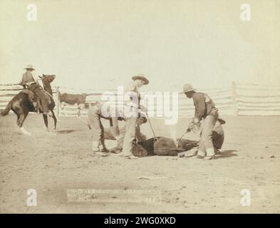 Marchiate i vitelli su Roundup, 1888. I Cowboys marchiano un polpaccio in un'area recintata. Foto Stock