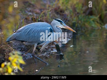 Heron grigio o grande Egret (Ardea cinerea cinerea) in piedi in acque poco profonde sulla riva di un lago, in agguato per le prede e guardando con attenzione nel Foto Stock