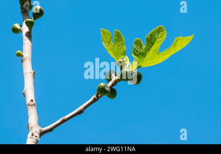 Ramo di fico giovane con foglie fresche, verdi e fichi piccoli, fico vero (Ficus carica), anche fico, frutti sui rami, davanti ad un nuvoloso Foto Stock