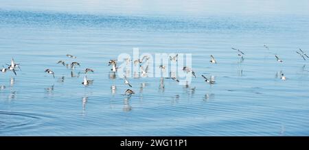 Ruddy Turnstone (Arenaria interpres), plover (Charadrius hiaticula) e Sanderlings (Calidris alba), limicoles che volano in un gregge Foto Stock