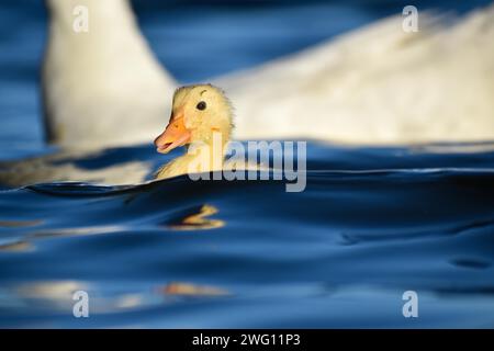 Pulcini di anatre domestiche selvatiche (Anas platyrhynchos) in un parco di Buenos Aires, Argentina Foto Stock