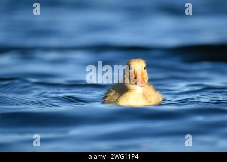 Pulcini di anatre domestiche selvatiche (Anas platyrhynchos) in un parco di Buenos Aires, Argentina Foto Stock