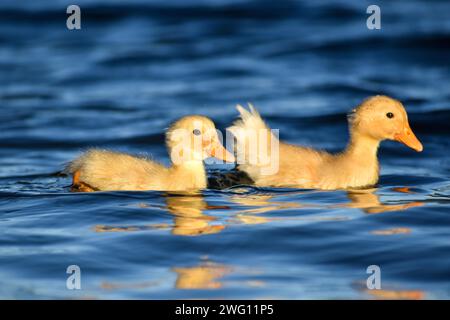 Pulcini di anatre domestiche selvatiche (Anas platyrhynchos) in un parco di Buenos Aires, Argentina Foto Stock