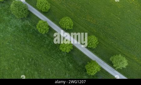 Una stretta strada asfaltata con alberi di viale attraversa prati verdi, colpi di droni, alta Baviera, Baviera, Germania Foto Stock