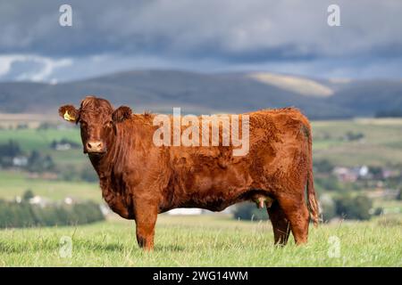 Mandria di bovini Luing su pascolo nei pressi di Sanquhar, Dumfries e Galloway, Scozia. Foto Stock