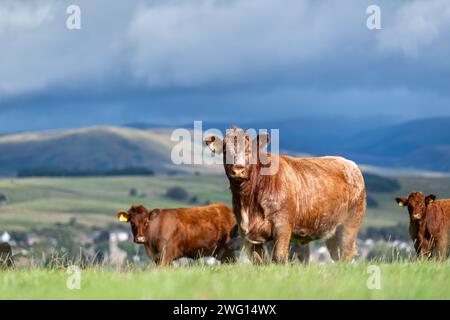 Mandria di bovini Luing su pascolo nei pressi di Sanquhar, Dumfries e Galloway, Scozia. Foto Stock