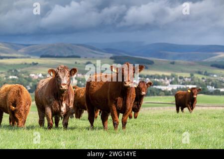 Mandria di bovini Luing su pascolo nei pressi di Sanquhar, Dumfries e Galloway, Scozia. Foto Stock