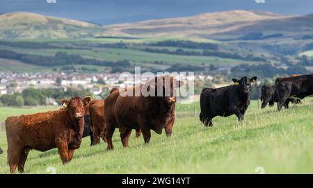 Mandria di bovini Luing su pascolo nei pressi di Sanquhar, Dumfries e Galloway, Scozia. Foto Stock