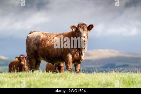 Mandria di bovini Luing su pascolo nei pressi di Sanquhar, Dumfries e Galloway, Scozia. Foto Stock