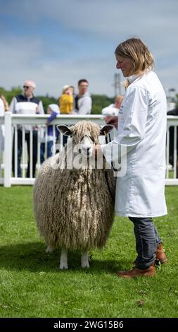 Giudice che ispeziona una pecora Leicester Longwool allo Staffordshire County Show, Regno Unito. Foto Stock