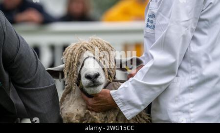 Giudice che ispeziona una pecora Leicester Longwool allo Staffordshire County Show, Regno Unito. Foto Stock