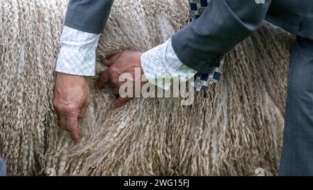 Giudice che ispeziona una pecora Leicester Longwool allo Staffordshire County Show, Regno Unito. Foto Stock