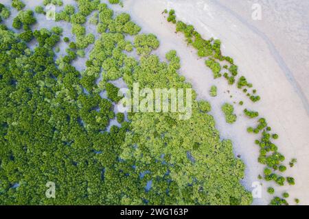 Haikou. 1 febbraio 2024. Una foto aerea con un drone scattata il 1° febbraio 2024 mostra le mangrovie nella riserva naturale nazionale di Dongzhaigang a Haikou, nella provincia di Hainan nella Cina meridionale. Haikou è stata accreditata dalla Convenzione di Ramsar come città internazionale delle zone umide nel 2018. Negli ultimi anni, la città ha rafforzato la conservazione e il restauro delle zone umide. Con l'attuazione di varie misure, i benefici ecologici, economici e sociali derivanti dalla costruzione di una città internazionale delle zone umide sono diventati sempre più importanti. Credito: PU Xiaoxu/Xinhua/Alamy Live News Foto Stock
