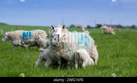 Pecore Cheviot del North Country con agnelli al pascolo sulle Isole Orcadi, Scozia, Regno Unito. Foto Stock