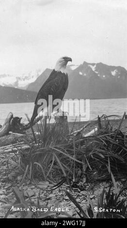 Aquila calva, tra c1900 e c1930. Foto Stock