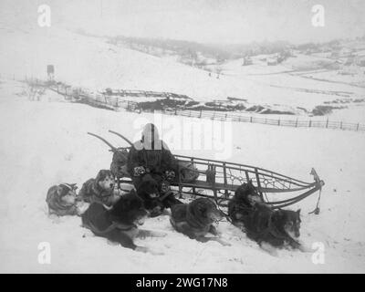 Squadra di cani che trasporta posta, tra c1900 e 1923. Squadra di cani che riposa vicino alla slitta, con autista, nei campi innevati. Foto Stock